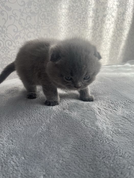 Британські кошенята