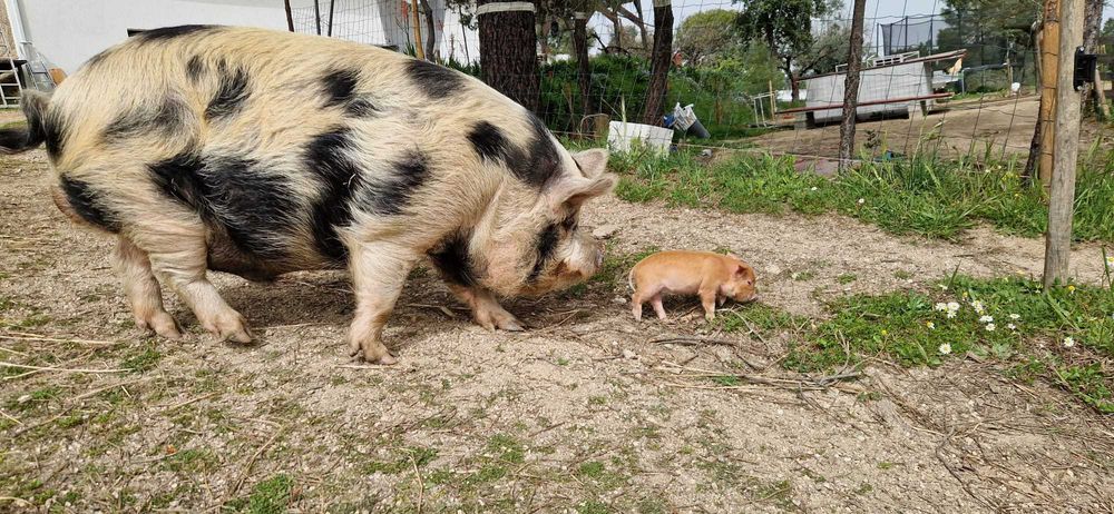 Porcos Kune Kune Juvenis (8 meses) – Para Estimação / Pastoreio