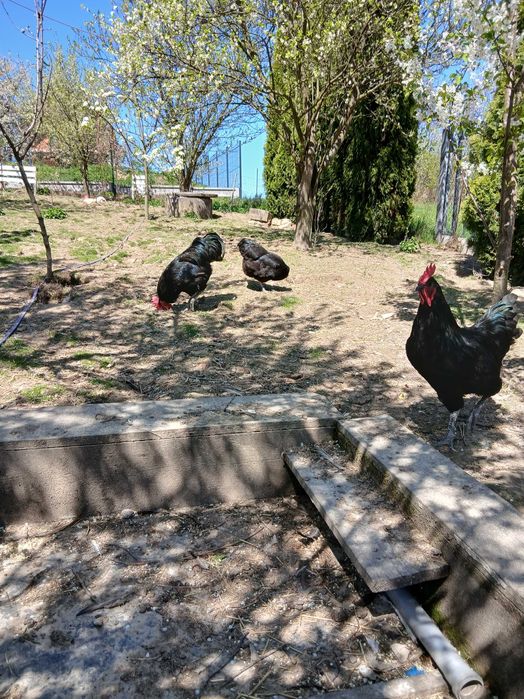 Jersey Gigant Giant Dżersej