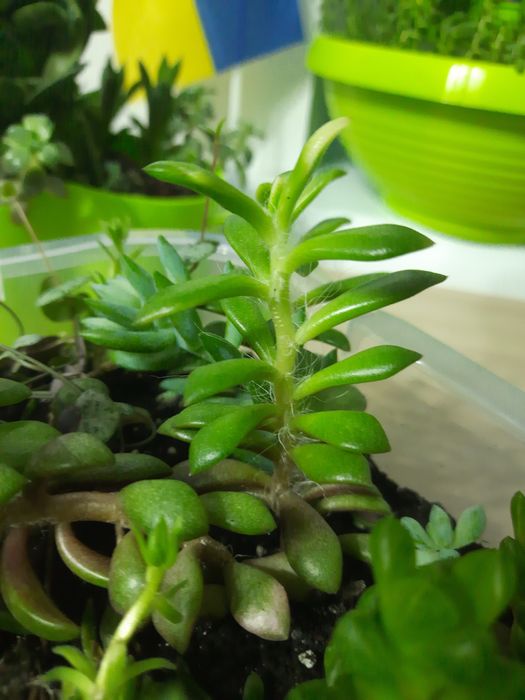 Суккуленти мікс по місту