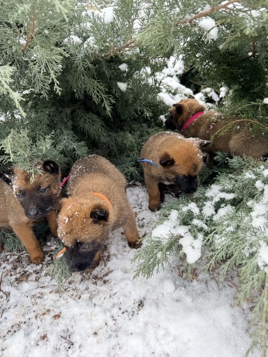 Щенки с документами  Бельгиской