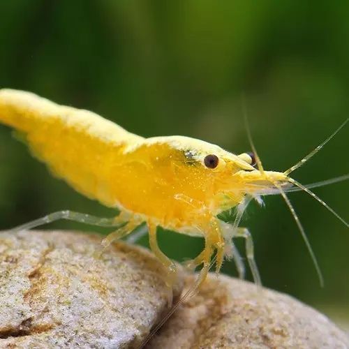Krewetki yellow neocaridina
