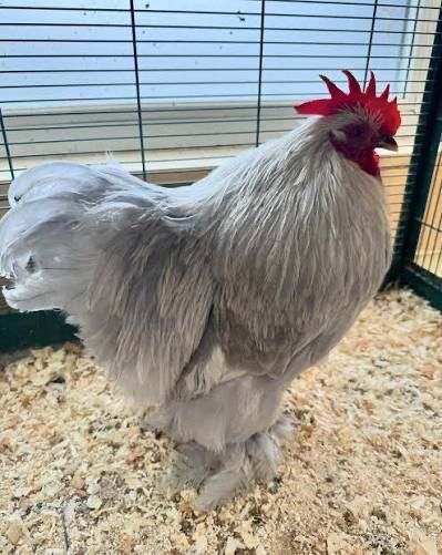 Кринички! Кури несушки продам!