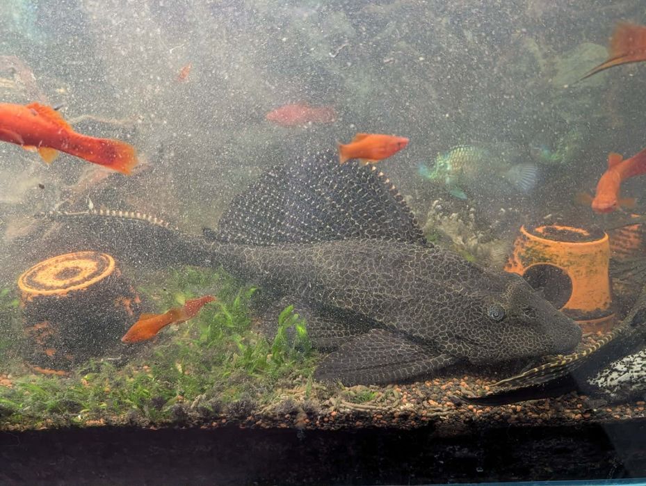 Duży glonojad Plekostomus 45 cm – 3 sztuki dostępne – Kraków / Rytro.