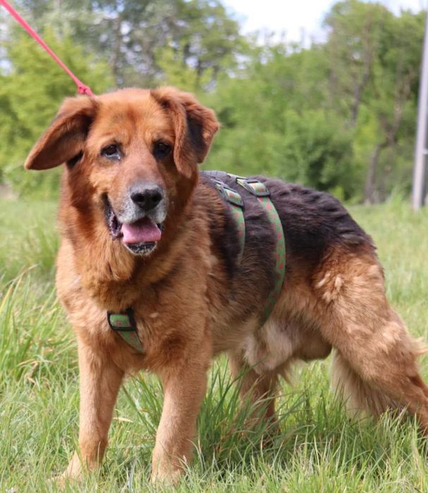 Bary – kochany i spokojny stróż