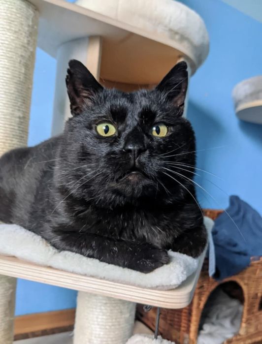 Węgielek czarny kot kocur szuka domu niekupujadoptuj
