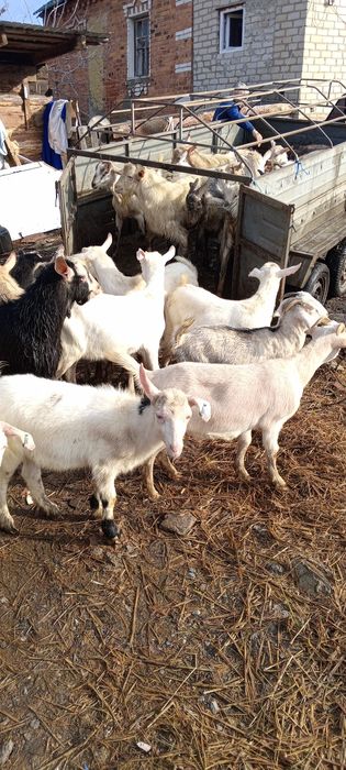 Барани кози по Украине