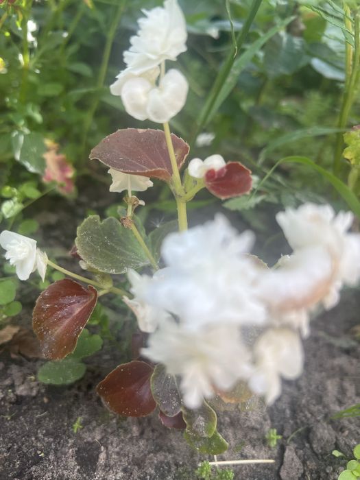 Кімнатні квіти для душі