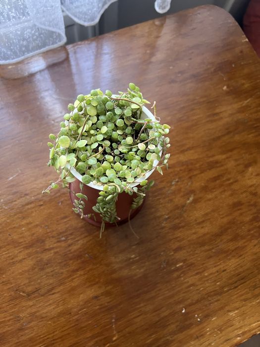 Пеперомія прострата