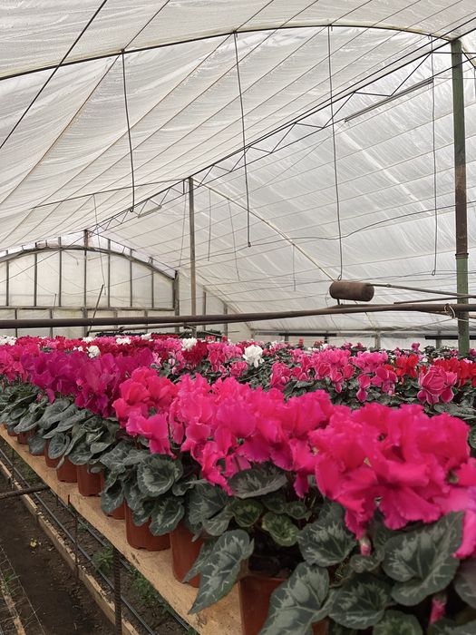 Цветы  на празники