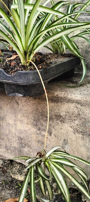 Clorofito ou planta aranha (floreira não incluída)