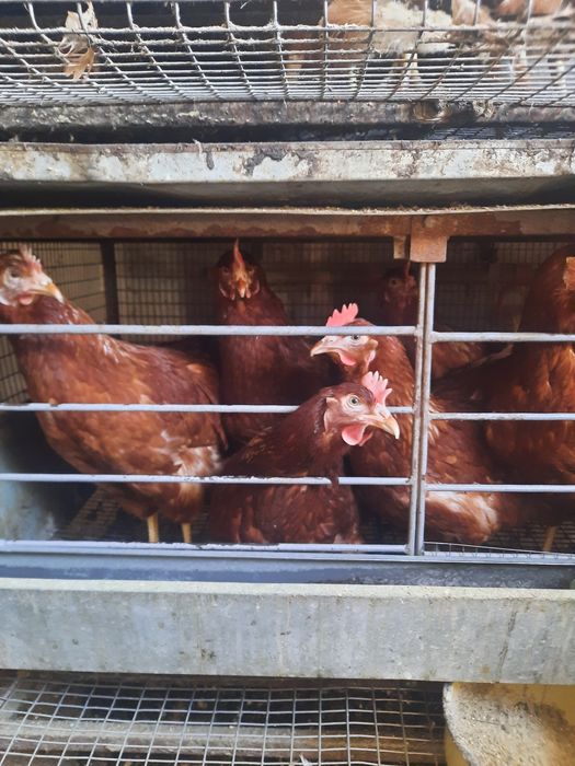 Несушка Ломан браун