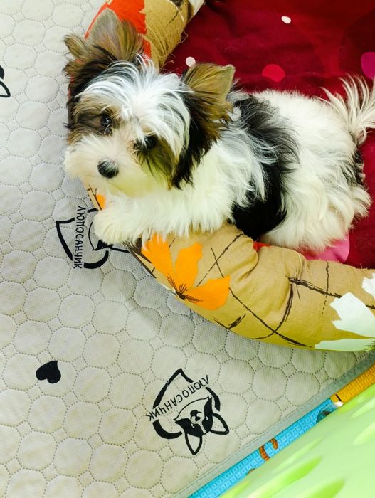 Бівер Йорк чудова дівчинка маленький стандарт