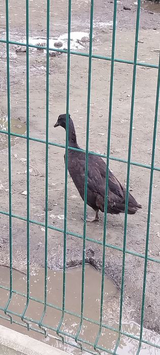 Biegusy Czubate Samice