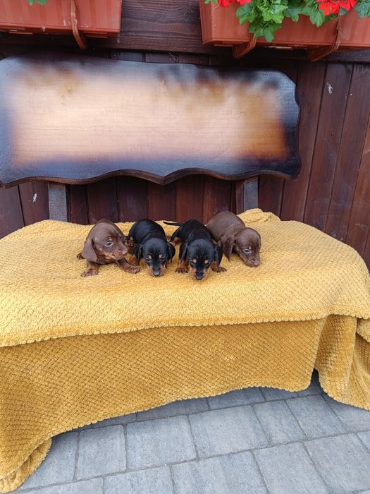 Jamnik krótkowłosy