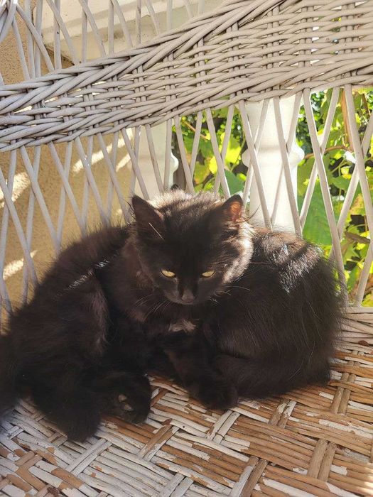 Коти чорні безкоштовно
