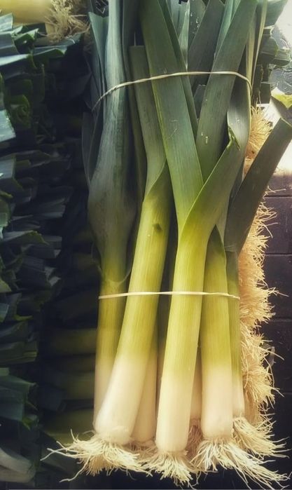 Por nasiona bardzo wczesna odmiana