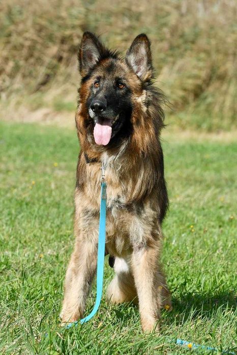 Teo szuka domu, pies, owczarek niemiecki