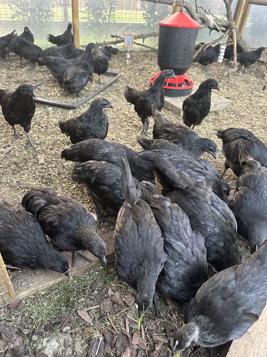Ayam Cemani Kurki i Parki