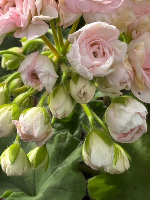 Pelargonia kolekcjonerska sadzonki