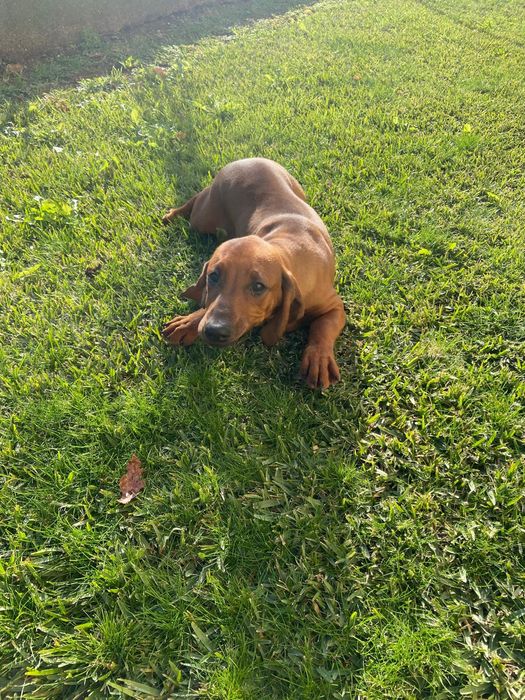 Teckel menina castanha