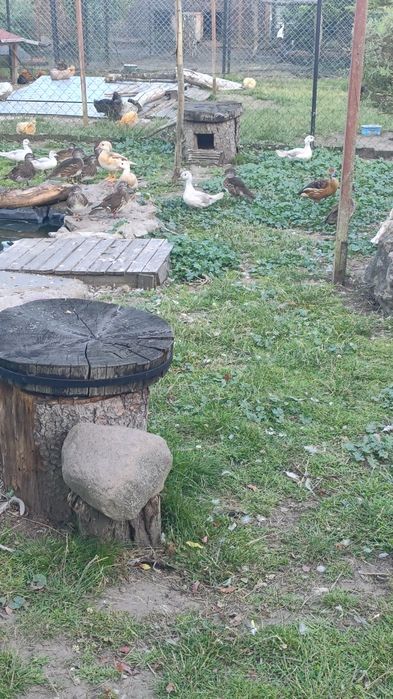 Kogut kurki pary silki silka