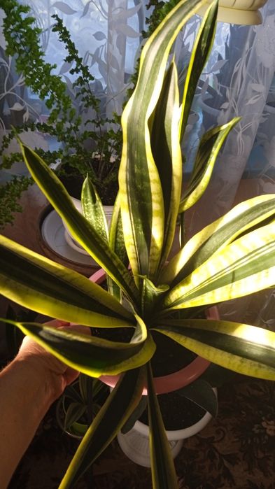 Блек Голд вузьколистий