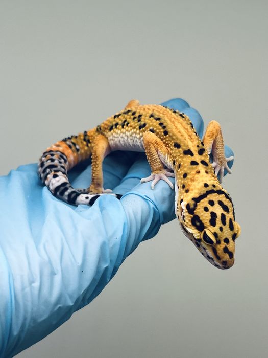 Gekon lamparci hodowla