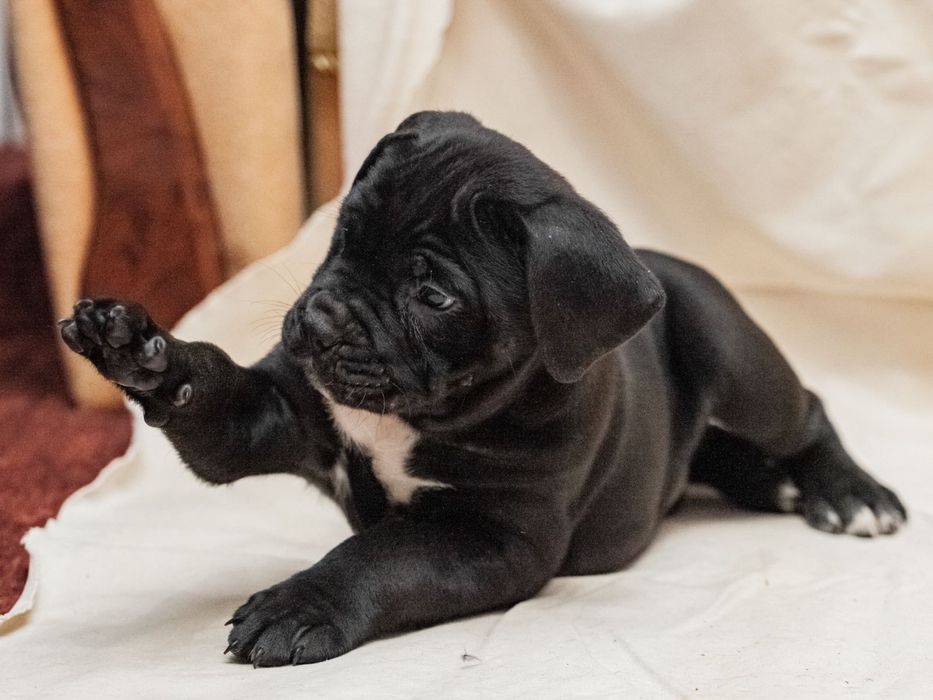 Вязка Кане-корсо