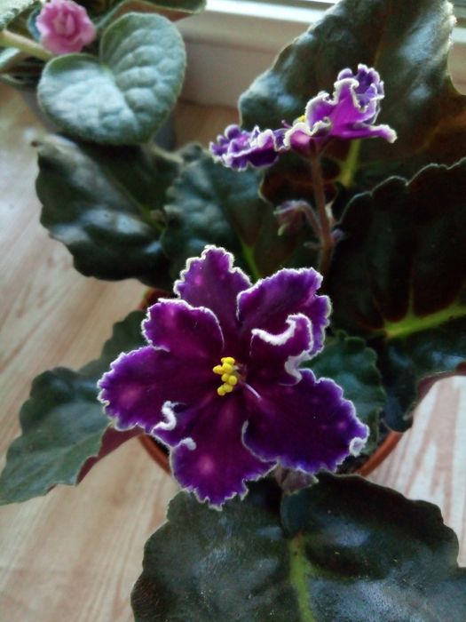 Продам комнатный цветок фиалку