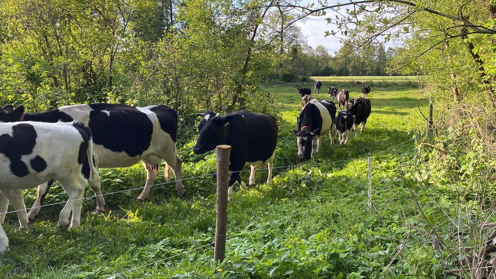 Mleko od rodzimych krów -GrassFeedowe