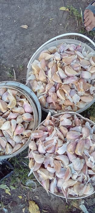 Часник домашній зубками матеріал на посадку