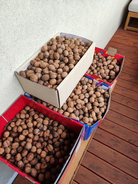 Świeże orzechy włoskie