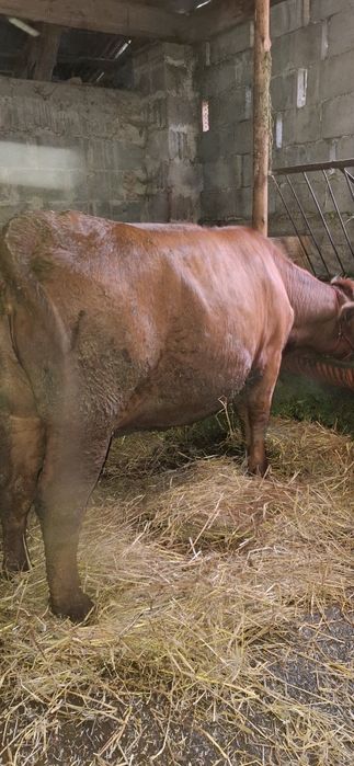 Jałówka 630kg cielna 5 miesięcy