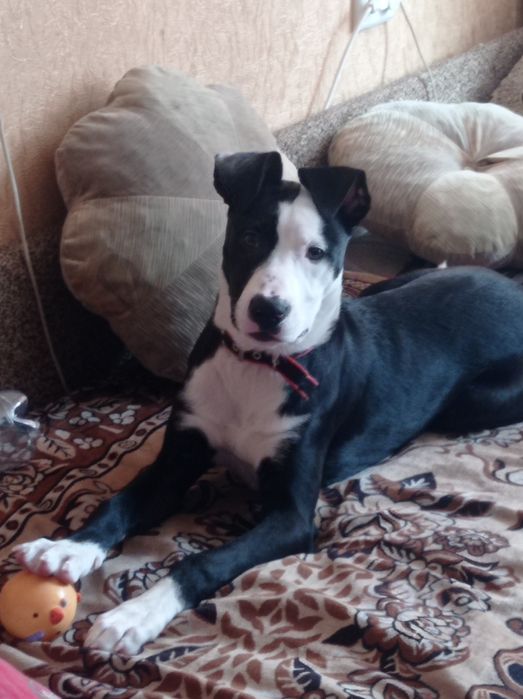 Віддам в хороші руки собачку сучка п'ять місяців