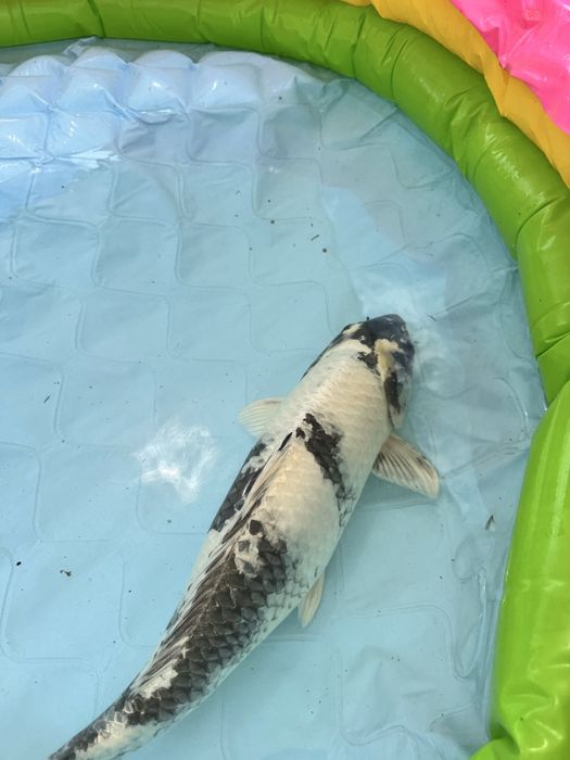 Carpa koi gin shiro utsuri