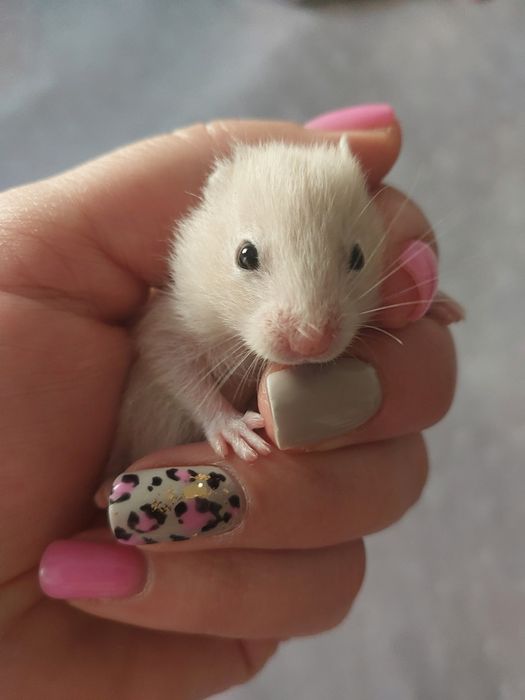 Sprzedam syryjskich chomików