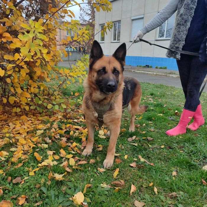 Німецька вівчарка, 4 роки, дівчинка, шукає дім.