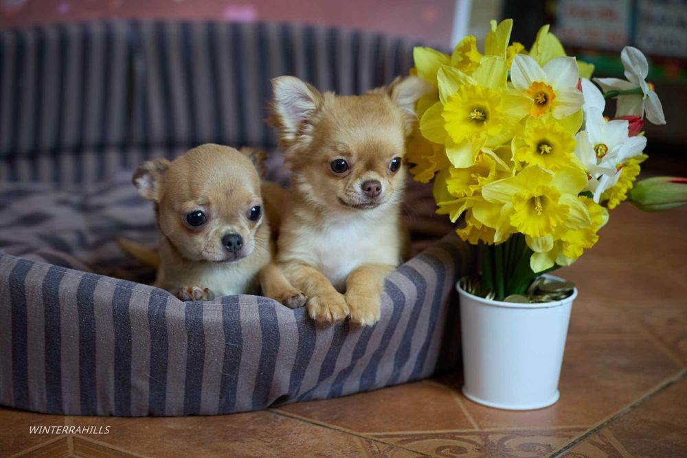 Елітні цуценята ~ Чихуахуа КСУ -