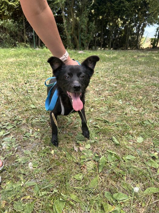 Kruszynka szuka domu 6 kg