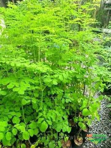 Arvores tropicais Jacas e moringas (Africanas, America  e Indianas)