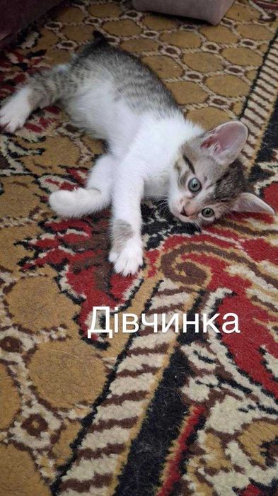 Кошенята 3 хлопчика та 2 дівчинки