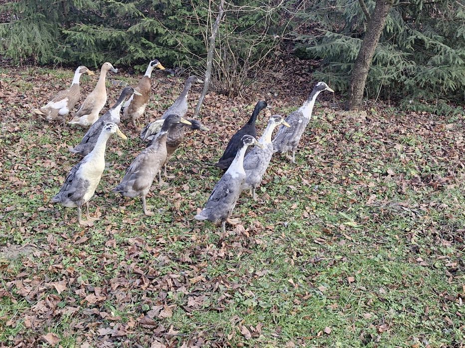 Sprzedam kaczki biegusy