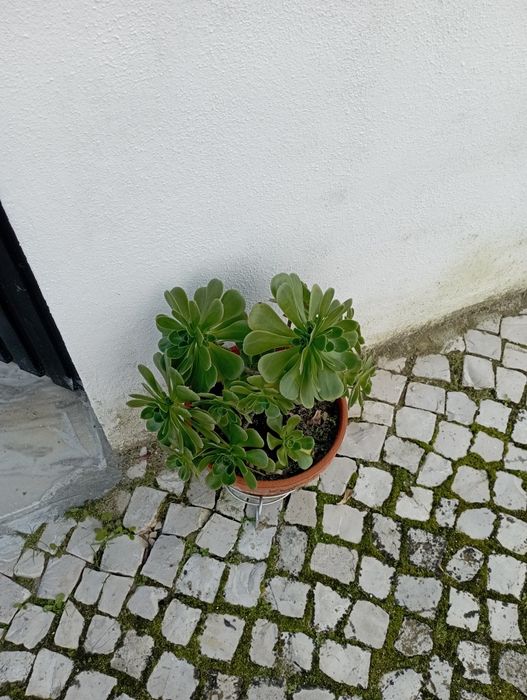 Suculentas Maravilhosas