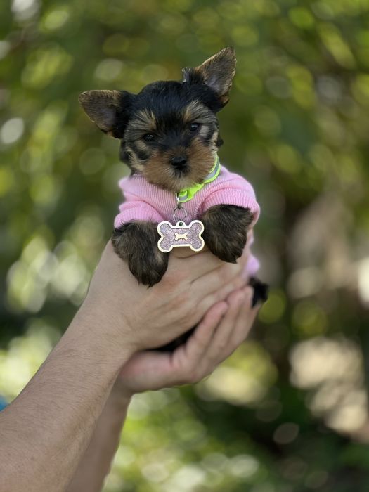 Маленька дівчинка йорк, ідеальний характер