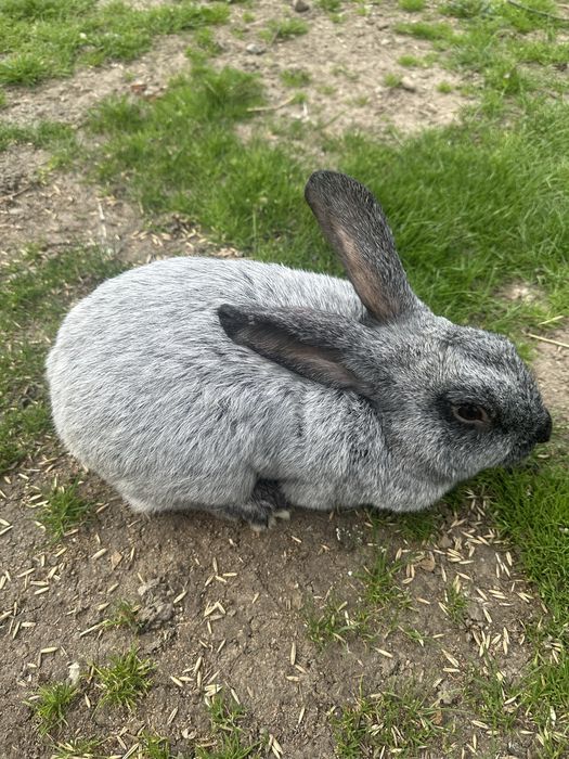 Розпродаж кролів самиць крільних, робочих самців