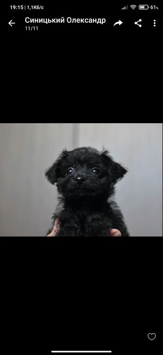 Той-терьер хлопчик