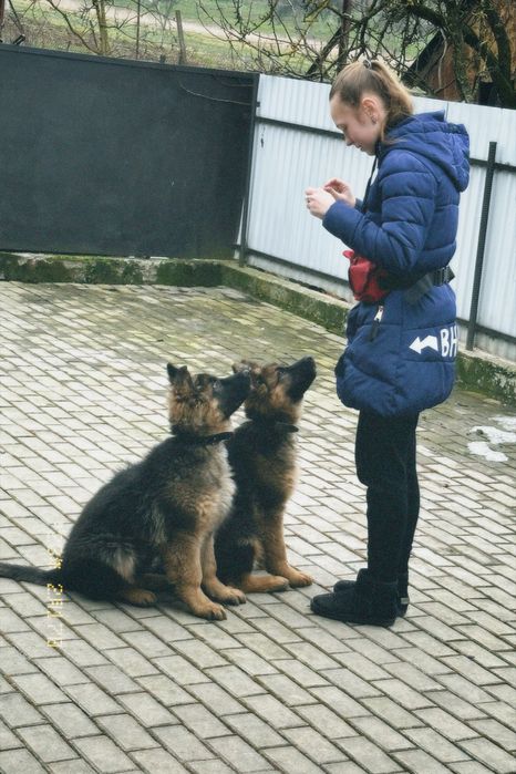 Кінолог | Дресирування собак у Мукачеві