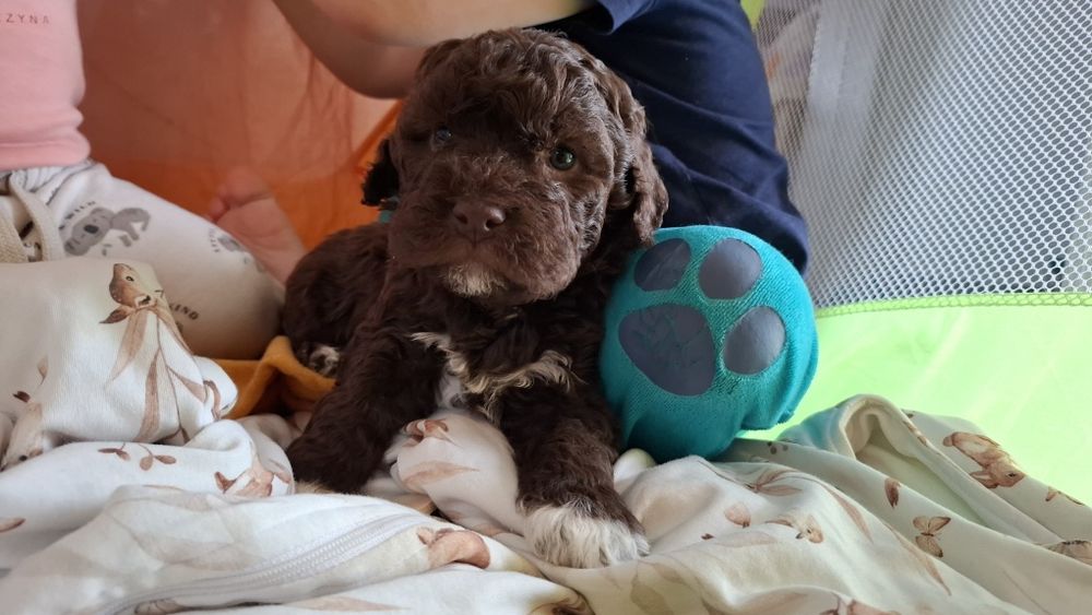 Lagotto Furbetti Coccoloni suczka FCI