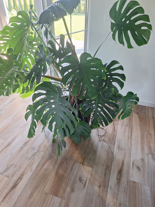 Monstera kwiat doniczkowy